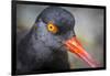 Alaska, Glacier Bay National Park. Close Up of Black Oystercatcher Bird-Jaynes Gallery-Framed Photographic Print