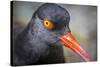 Alaska, Glacier Bay National Park. Close Up of Black Oystercatcher Bird-Jaynes Gallery-Stretched Canvas