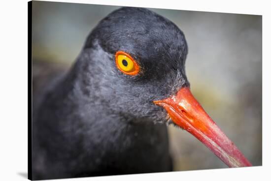 Alaska, Glacier Bay National Park. Close Up of Black Oystercatcher Bird-Jaynes Gallery-Stretched Canvas