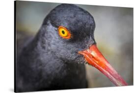 Alaska, Glacier Bay National Park. Close Up of Black Oystercatcher Bird-Jaynes Gallery-Stretched Canvas