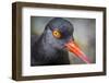 Alaska, Glacier Bay National Park. Close Up of Black Oystercatcher Bird-Jaynes Gallery-Framed Photographic Print