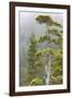 Alaska, Glacier Bay National Park. Hemlock Tree in Forest-Jaynes Gallery-Framed Photographic Print