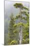 Alaska, Glacier Bay National Park. Hemlock Tree in Forest-Jaynes Gallery-Mounted Photographic Print