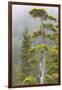 Alaska, Glacier Bay National Park. Hemlock Tree in Forest-Jaynes Gallery-Framed Photographic Print