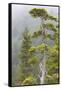 Alaska, Glacier Bay National Park. Hemlock Tree in Forest-Jaynes Gallery-Framed Stretched Canvas