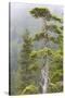 Alaska, Glacier Bay National Park. Hemlock Tree in Forest-Jaynes Gallery-Stretched Canvas