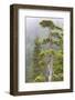 Alaska, Glacier Bay National Park. Hemlock Tree in Forest-Jaynes Gallery-Framed Photographic Print