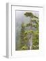 Alaska, Glacier Bay National Park. Hemlock Tree in Forest-Jaynes Gallery-Framed Photographic Print