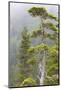 Alaska, Glacier Bay National Park. Hemlock Tree in Forest-Jaynes Gallery-Mounted Photographic Print