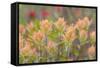 Alaska, Glacier Bay National Park. Indian Paintbrush Flowers-Jaynes Gallery-Framed Stretched Canvas