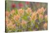 Alaska, Glacier Bay National Park. Indian Paintbrush Flowers-Jaynes Gallery-Stretched Canvas