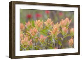 Alaska, Glacier Bay National Park. Indian Paintbrush Flowers-Jaynes Gallery-Framed Photographic Print