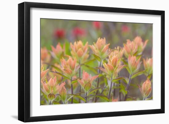 Alaska, Glacier Bay National Park. Indian Paintbrush Flowers-Jaynes Gallery-Framed Photographic Print