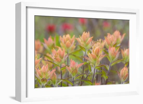 Alaska, Glacier Bay National Park. Indian Paintbrush Flowers-Jaynes Gallery-Framed Photographic Print