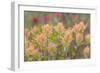 Alaska, Glacier Bay National Park. Indian Paintbrush Flowers-Jaynes Gallery-Framed Photographic Print