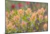 Alaska, Glacier Bay National Park. Indian Paintbrush Flowers-Jaynes Gallery-Mounted Photographic Print