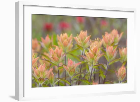 Alaska, Glacier Bay National Park. Indian Paintbrush Flowers-Jaynes Gallery-Framed Photographic Print