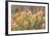 Alaska, Glacier Bay National Park. Indian Paintbrush Flowers-Jaynes Gallery-Framed Photographic Print