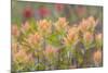 Alaska, Glacier Bay National Park. Indian Paintbrush Flowers-Jaynes Gallery-Mounted Photographic Print