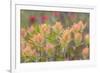 Alaska, Glacier Bay National Park. Indian Paintbrush Flowers-Jaynes Gallery-Framed Photographic Print