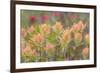 Alaska, Glacier Bay National Park. Indian Paintbrush Flowers-Jaynes Gallery-Framed Photographic Print