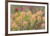 Alaska, Glacier Bay National Park. Indian Paintbrush Flowers-Jaynes Gallery-Framed Photographic Print