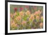 Alaska, Glacier Bay National Park. Indian Paintbrush Flowers-Jaynes Gallery-Framed Photographic Print