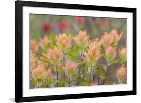 Alaska, Glacier Bay National Park. Indian Paintbrush Flowers-Jaynes Gallery-Framed Photographic Print