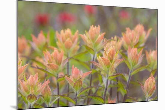 Alaska, Glacier Bay National Park. Indian Paintbrush Flowers-Jaynes Gallery-Mounted Photographic Print