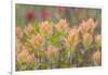 Alaska, Glacier Bay National Park. Indian Paintbrush Flowers-Jaynes Gallery-Framed Photographic Print