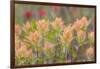 Alaska, Glacier Bay National Park. Indian Paintbrush Flowers-Jaynes Gallery-Framed Photographic Print