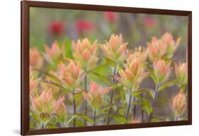 Alaska, Glacier Bay National Park. Indian Paintbrush Flowers-Jaynes Gallery-Framed Photographic Print