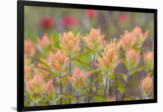 Alaska, Glacier Bay National Park. Indian Paintbrush Flowers-Jaynes Gallery-Framed Photographic Print