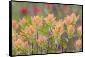 Alaska, Glacier Bay National Park. Indian Paintbrush Flowers-Jaynes Gallery-Framed Stretched Canvas