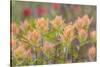 Alaska, Glacier Bay National Park. Indian Paintbrush Flowers-Jaynes Gallery-Stretched Canvas