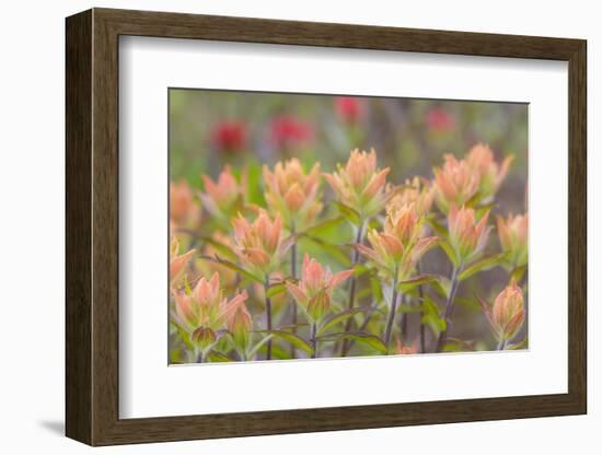 Alaska, Glacier Bay National Park. Indian Paintbrush Flowers-Jaynes Gallery-Framed Photographic Print