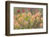 Alaska, Glacier Bay National Park. Indian Paintbrush Flowers-Jaynes Gallery-Framed Photographic Print