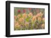 Alaska, Glacier Bay National Park. Indian Paintbrush Flowers-Jaynes Gallery-Framed Photographic Print