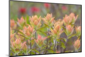 Alaska, Glacier Bay National Park. Indian Paintbrush Flowers-Jaynes Gallery-Mounted Photographic Print