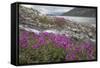 Alaska, Glacier Bay National Park. Small Stream Cascade-Jaynes Gallery-Framed Stretched Canvas