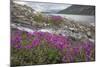 Alaska, Glacier Bay National Park. Small Stream Cascade-Jaynes Gallery-Mounted Photographic Print