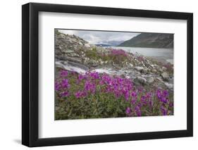 Alaska, Glacier Bay National Park. Small Stream Cascade-Jaynes Gallery-Framed Photographic Print