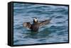 Alaska, Glacier Bay National Park. Tufted Puffin in Water-Jaynes Gallery-Framed Stretched Canvas