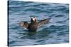 Alaska, Glacier Bay National Park. Tufted Puffin in Water-Jaynes Gallery-Stretched Canvas