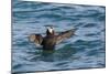 Alaska, Glacier Bay National Park. Tufted Puffin in Water-Jaynes Gallery-Mounted Photographic Print