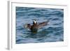 Alaska, Glacier Bay National Park. Tufted Puffin in Water-Jaynes Gallery-Framed Photographic Print