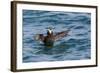 Alaska, Glacier Bay National Park. Tufted Puffin in Water-Jaynes Gallery-Framed Photographic Print