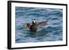 Alaska, Glacier Bay National Park. Tufted Puffin in Water-Jaynes Gallery-Framed Photographic Print