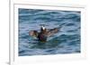 Alaska, Glacier Bay National Park. Tufted Puffin in Water-Jaynes Gallery-Framed Photographic Print