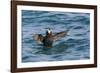 Alaska, Glacier Bay National Park. Tufted Puffin in Water-Jaynes Gallery-Framed Photographic Print